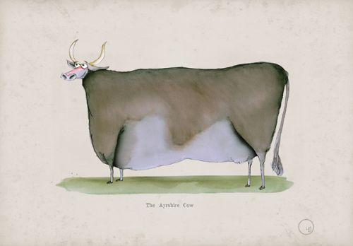 The Ayrshire Cow, fun heritage art print by Tony Fernandes